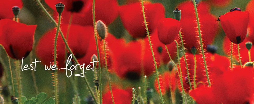 Poppies-fitted.jpg